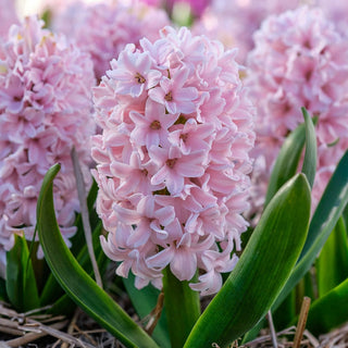 China Pink Hyacinth Seeds